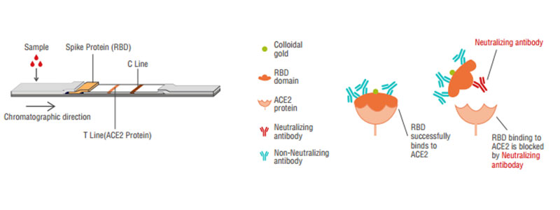 2019-nCoV Neutralization Antibody Principe